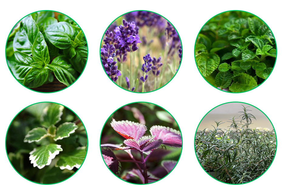 芳香植物，在后疫情時(shí)代為每個(gè)家庭搭起健康保護(hù)傘