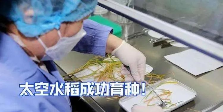 中國(guó)空間成功培育出太空水稻，有望扭轉(zhuǎn)糧食危機(jī)！