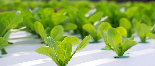 水培蔬菜與土培有什么區(qū)別？一分鐘帶您認識水培蔬菜