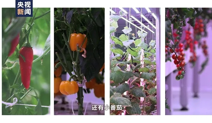 航天員出征前吃的青菜哪里來？