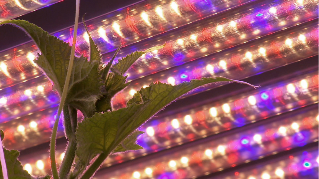 為什么要建植物工廠
