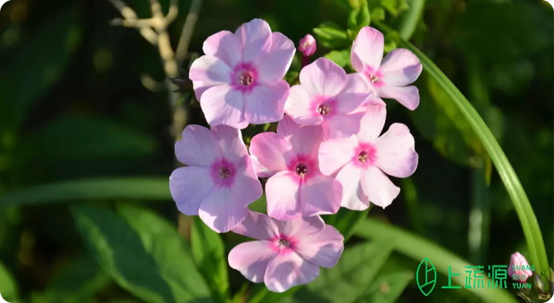 植物幾年生是什么意思？養(yǎng)花的你知道嗎？