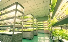 節(jié)能40%！美國溫室使用LED與高壓鈉燈混合照明系統(tǒng)